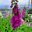 Digitalis purpurea 'Gloxiniiflora': Bild 2/9