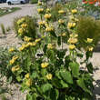 Phlomis russeliana: Bild 2/10