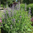 Baptisia australis: Bild 3/7