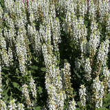 Salvia nemorosa 'Schneehügel' - Ziersalbei