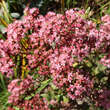 Sedum 'Matrona': Bild 3/10
