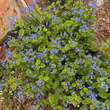 Brunnera macrophylla: Bild 2/6
