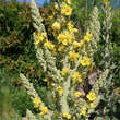 Verbascum olympicum: Bild 7/11