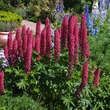 Lupinus 'Russel Rot': Bild 3/5