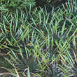 Stratiotes aloides: Bild 8/9
