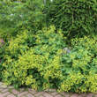 Alchemilla mollis: Bild 8/14