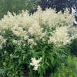Persicaria polymorpha: Bild 8/13