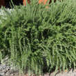 Rosmarinus officinalis 'Repens': Bild 7/8