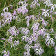 Dianthus superbus: Bild 4/5