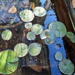 Nymphaea 'Baby Red': Bild 2/2