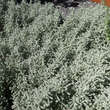 Santolina chamaecyparissus: Bild 7/8