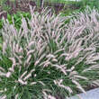 Pennisetum orientale: Bild 4/9