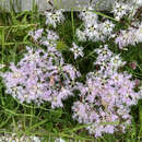 Dianthus superbus - Prachtnelke