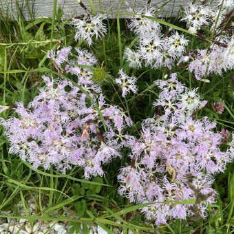 Dianthus superbus