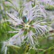 Dianthus superbus: Bild 5/5