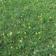 Primula veris: Bild 3/3