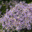 Aster sedifolius 'Nanus': Bild 1/2