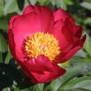 Paeonia lactiflora 'Scarlett O'Hara' - Pfingstrose