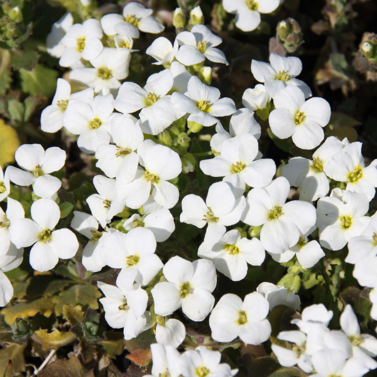 Gänsekresse Arabis caucasica 'Schneehaube' weiß
