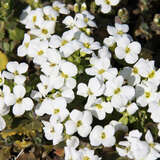 Arabis caucasica 'Schneehaube' - Gänsekresse