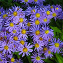 Aster dumosus 'Prof. Anton Kippenberg' - Kissenaster