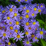 Aster dumosus 'Prof. Anton Kippenberg' - Kissenaster