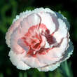 Dianthus plumarius 'Doris': Bild 1/3