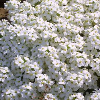 Arabis caucasica 'Bakkely'