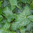 Arum italicum: Bild 1/6