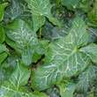 Arum italicum: Bild 1/6