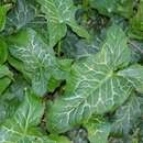 Arum italicum - Aronstab