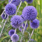 Echinops ritro 'Veitch's Blue' - Kugeldistel