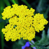 Achillea 'Coronation Gold' - Schafgarbe