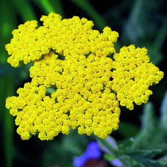 Achillea 'Coronation Gold'