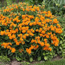 Asclepias tuberosa - Seidenpflanze