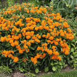 Asclepias tuberosa - Seidenpflanze