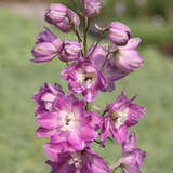 Delphinium Pacific Hybr. 'Astolat' - Rittersporn