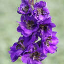 Delphinium Pacific Hybr. 'Black Knight' - Rittersporn