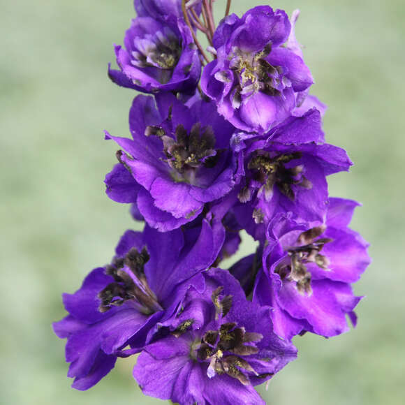 Delphinium Pacific Hybr. 'Black Knight': Bild 1/3 Delphinium Pacific Hybr. 'Black Knight': Bild 1/3