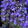 Ajuga reptans 'Braunherz': Bild 1/1