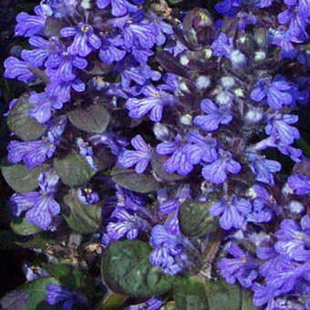 Ajuga reptans 'Braunherz'