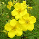 Potentilla fruticosa 'Goldfinger' - Fünffingerstrauch