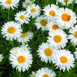 Aster alpinus 'Albus': Bild 1/3