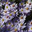 Aster 'Little Carlow': Bild 1/9