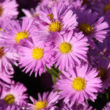 Aster dumosus 'Herbstgruß von Bresserhof' - Kissenaster