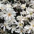 Magnolia stellata 'Royal Star': Bild 5/6