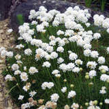 Armeria maritima 'Alba' - Grasnelke