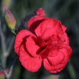 Dianthus plumarius 'David' - Federnelke