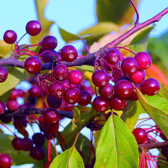 Malus 'Calocarpa': Bild 6/8