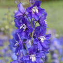 Delphinium cult. 'Blue Bird' - Rittersporn